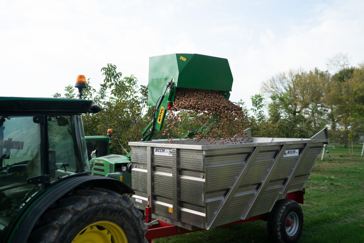 Il momento della raccolta delle noci